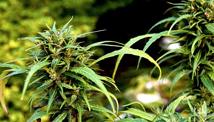 Skye Cannabis Co. logo